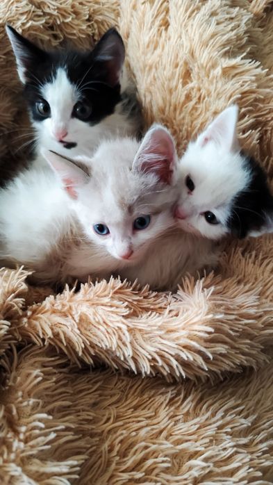 Отдадим котят мальчиков