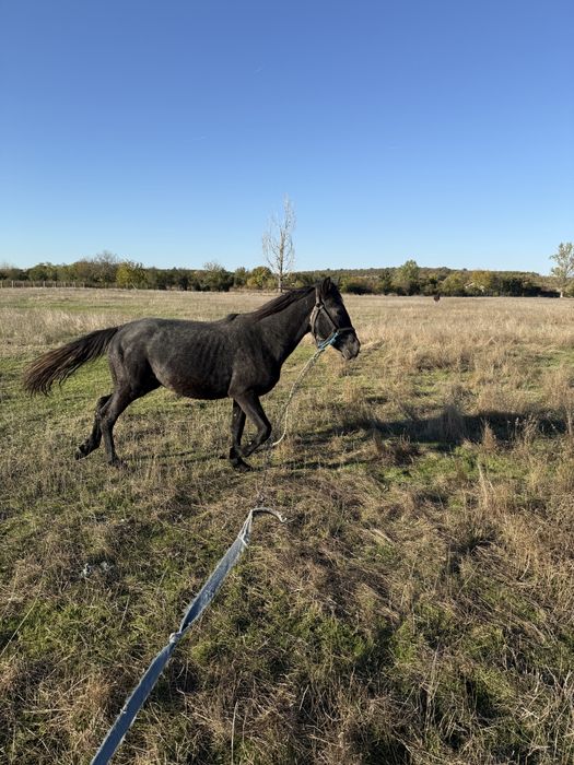 Armasar Sur de 1,5 ani