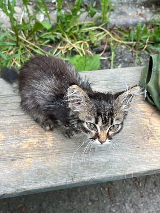Котенок в добрые руки