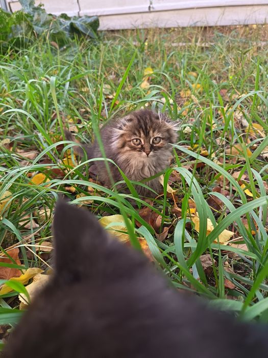 Отдам     котят.