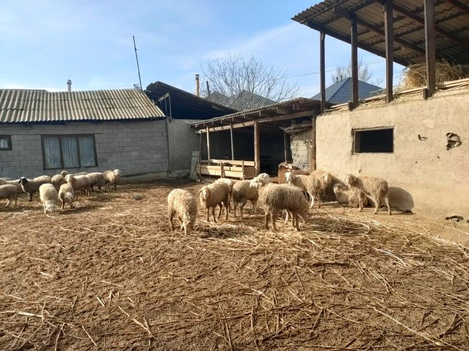Домашние овцы имеются в продаже
