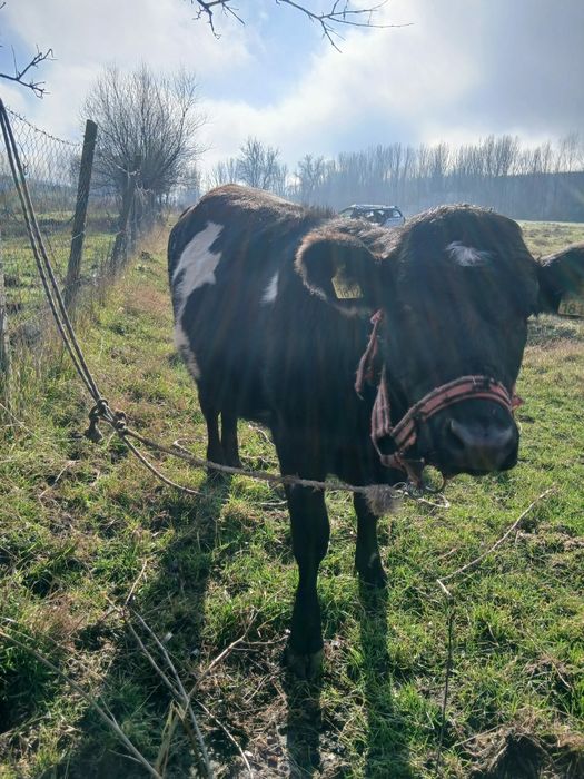 De vânzare vițică sa vandut