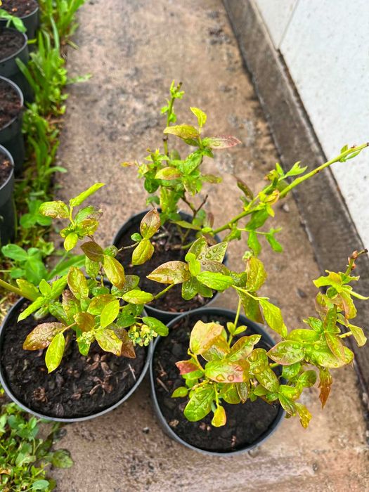 Plante de afin, plantele sunt in anul 2