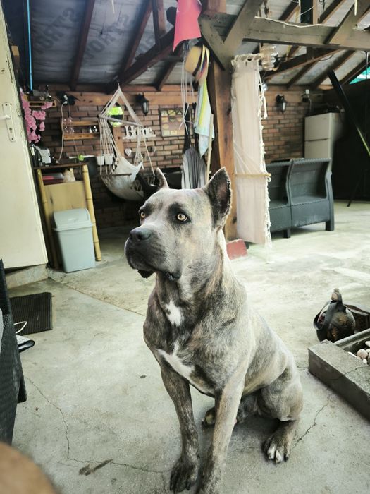 Кане Корсо на две и половина години.