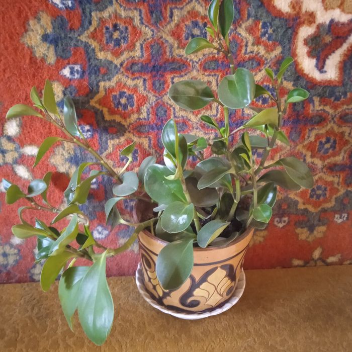 Прекрасный быстро растущий цветок