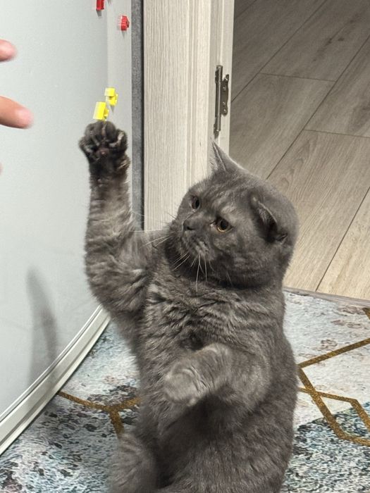 Отдам кошку в добрые руки