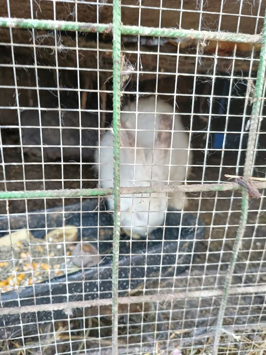 Vind iepurii crescuți cu mîncare naturală