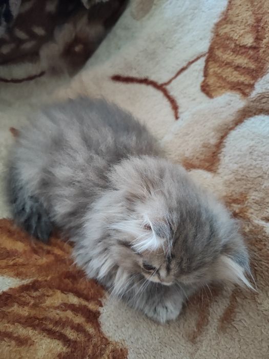 Продам персидского котёнка (девочка)