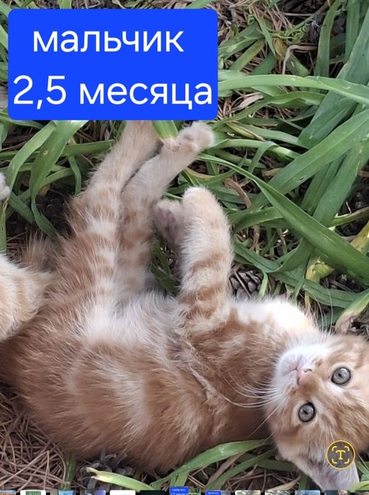 Котята в добрые руки