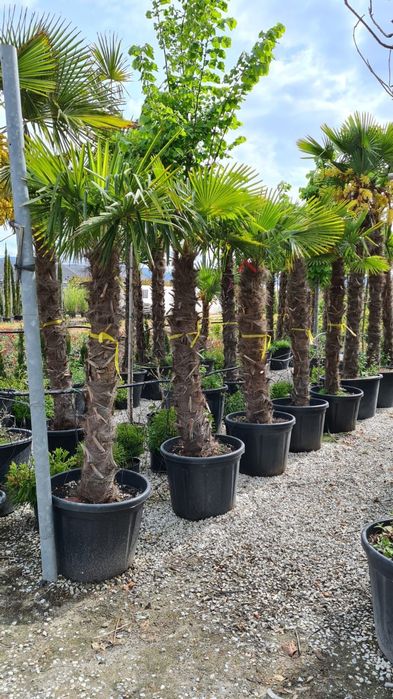 Palmierii rezistenți la îngheț trachicarpus Fortunei