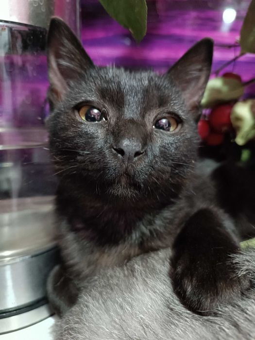 Когда Ночь Раскрывает Тайну (Мальчик 6 мес.)