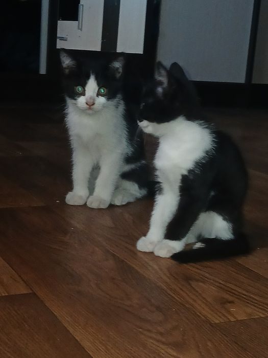 отдам бесплатно  котят