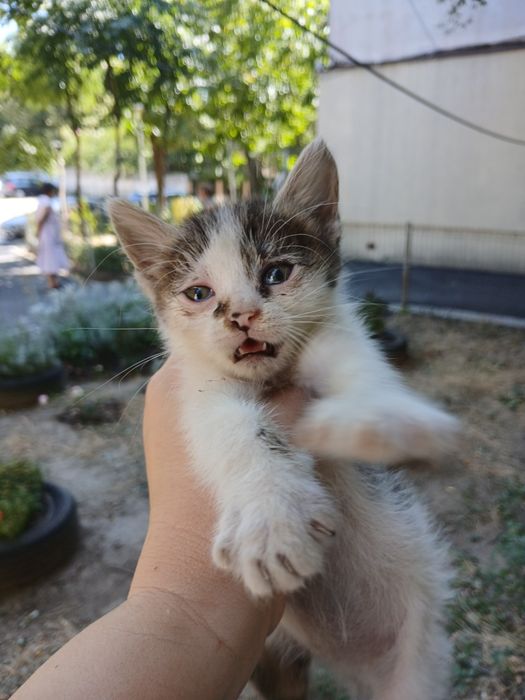 Un pisoi dragalas pentru adoptie