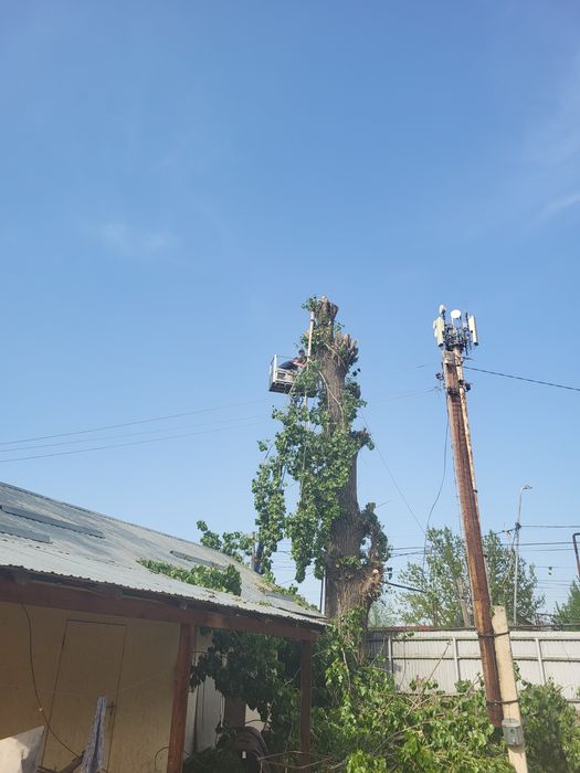 Спил деревьев обрезка плодовых деревьев