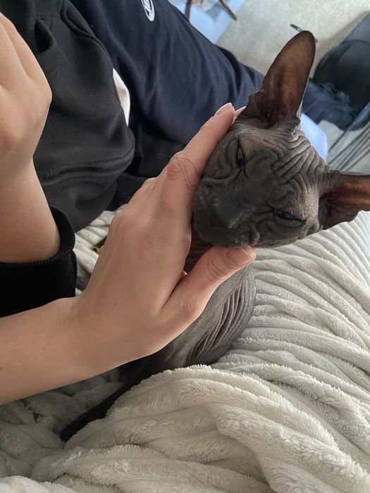 Кот сфинкс на вязку