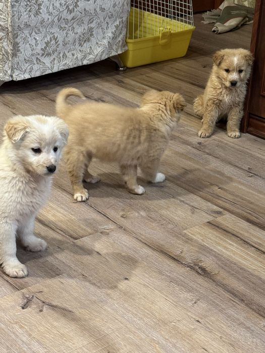 Пристаивается замечательные щенки.