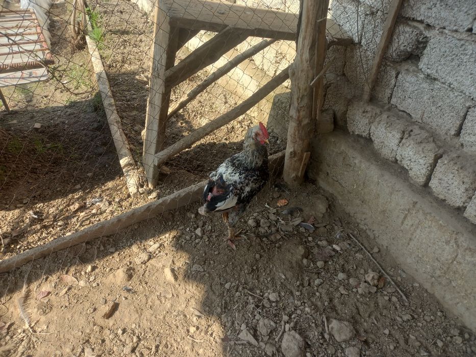 Жожа Хорозлар сотилади смс ёзилар