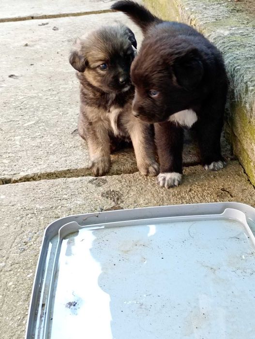Catelusi pentru adoptie