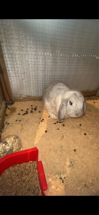 Продаются кральчихи