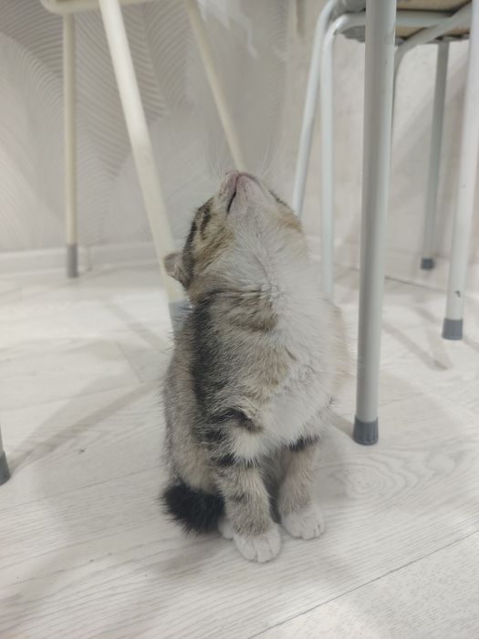 Отдам Котёнка маленького