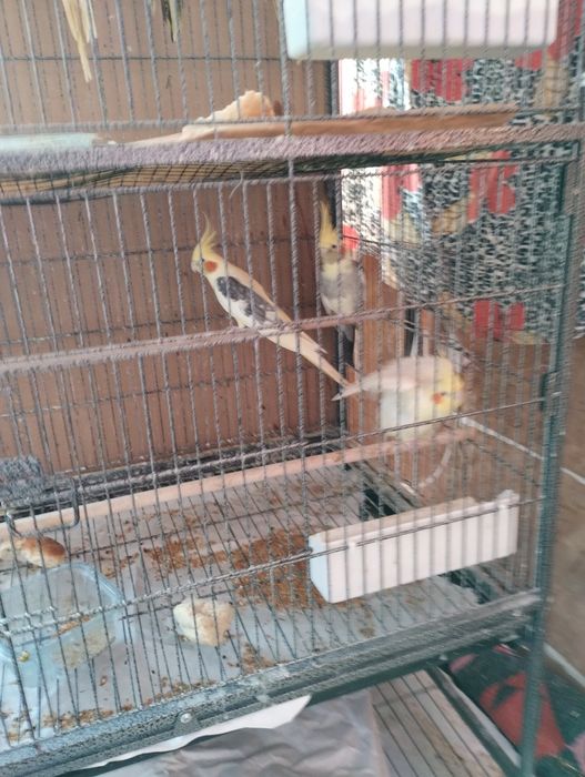 Vind Papagali Nimfa Oltenița.