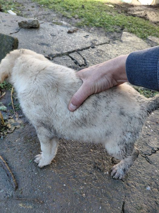 Кученца за подаряване