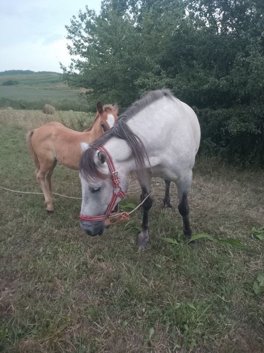 Iapa de vânzare  gestanta