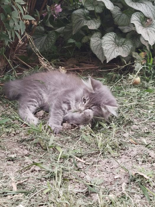 Бесплатно отдам котёнка