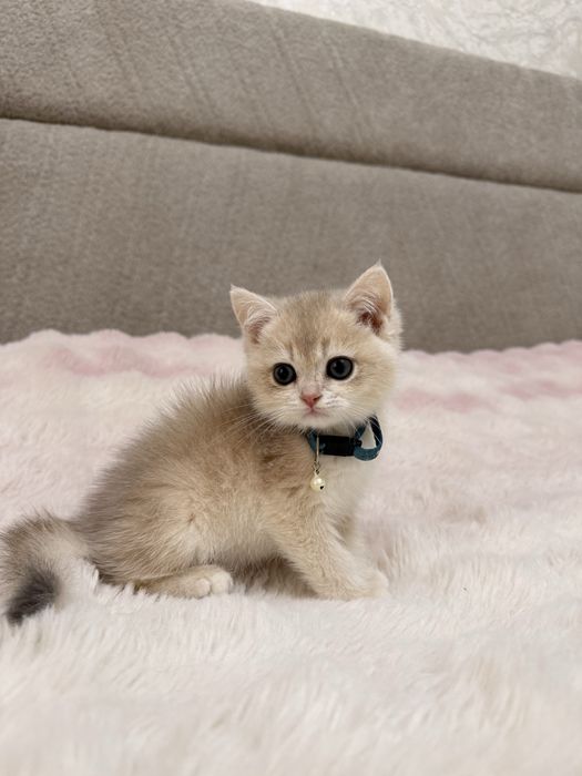 Британский котенок