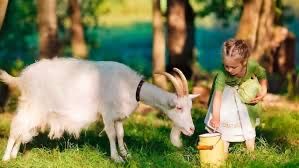 Ешкінің сүті! Козье молоко