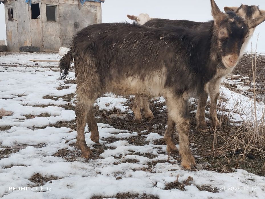 Молодой козёл (заайнинский)