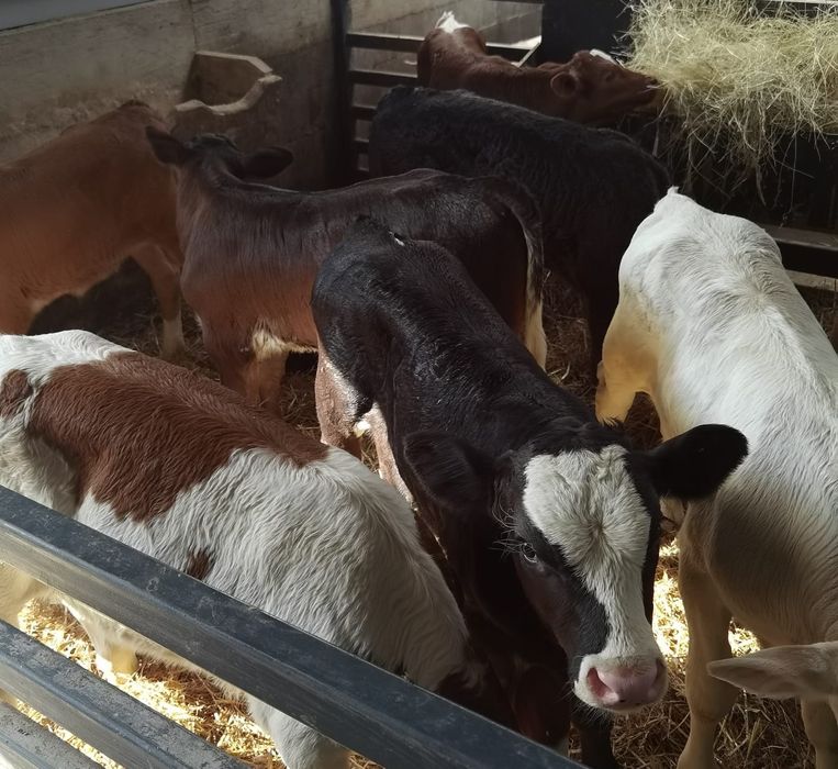 Vand vitei întercati