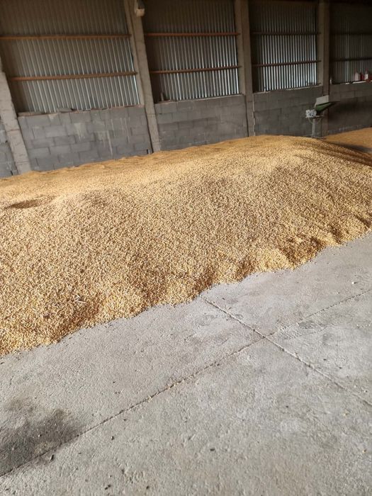 Porumb boabe la pretul de 1.10