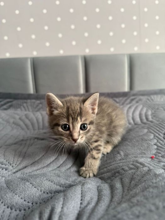 Шатланский котенок