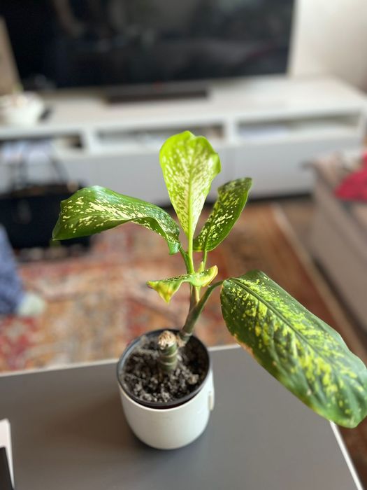 Комнатные цветы _