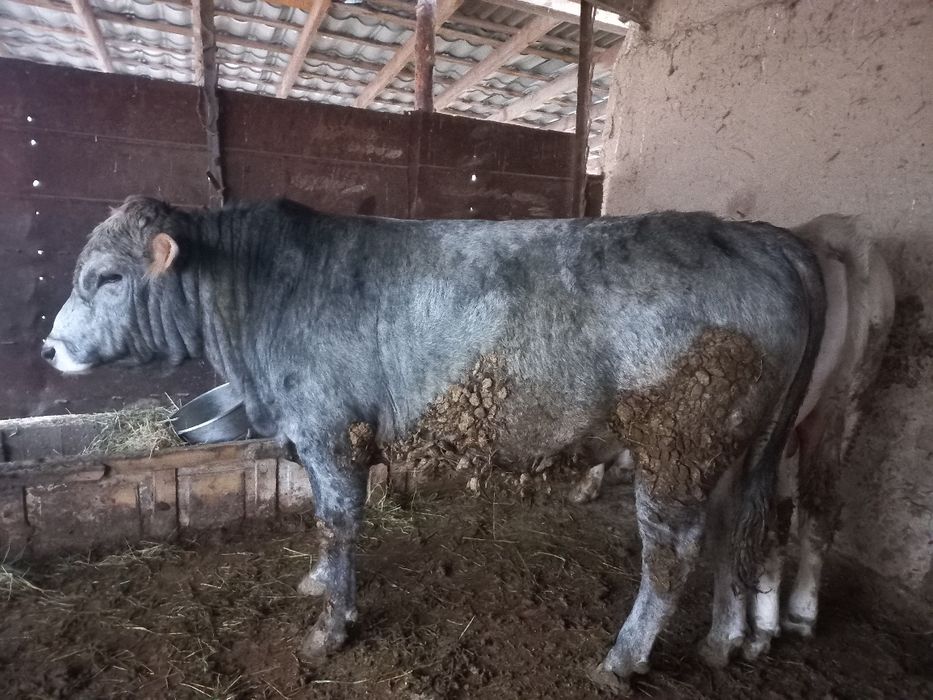 Бұқалар откорм 4 бас