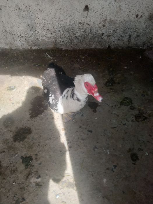 Продам селезень индоутка