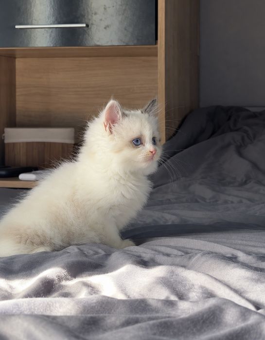 Рагдол Регдол Ragdoll