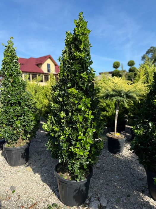 Plante naturale din pepiniera