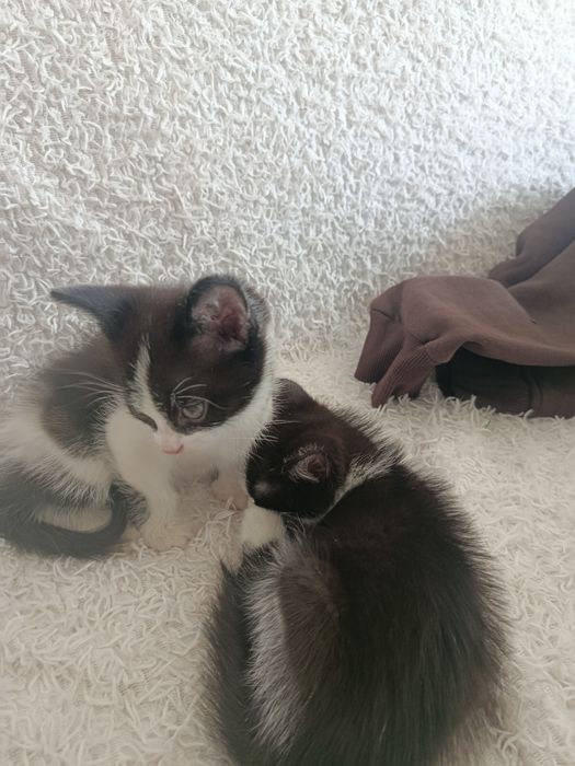 Отдан котят добрые руки
