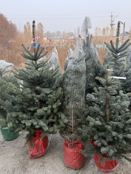 Голубые ели Оптом