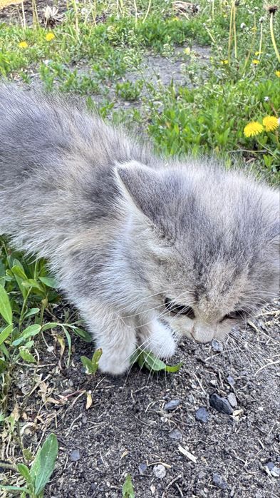 Котенок (девочка)