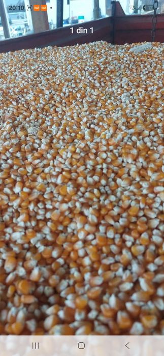 Vand porumb sticlos si furajer