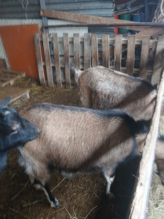 Ешкі козы лақ теке