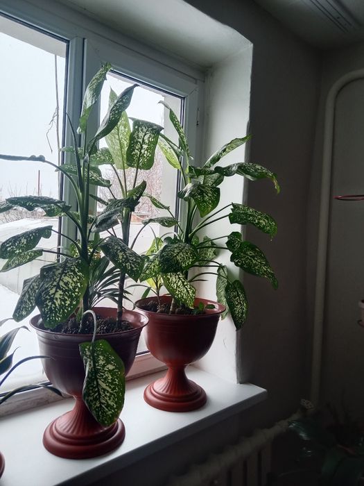 Продам домашнее цветы.