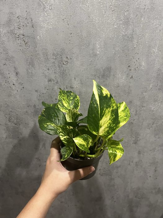 Филодендрон белая принцесса, эпипремнум