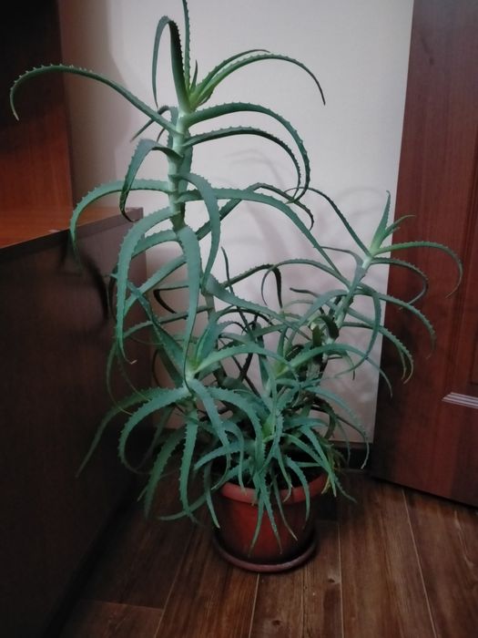 Продам алоэ столетник