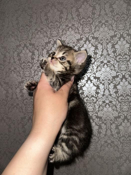Шотландские котята