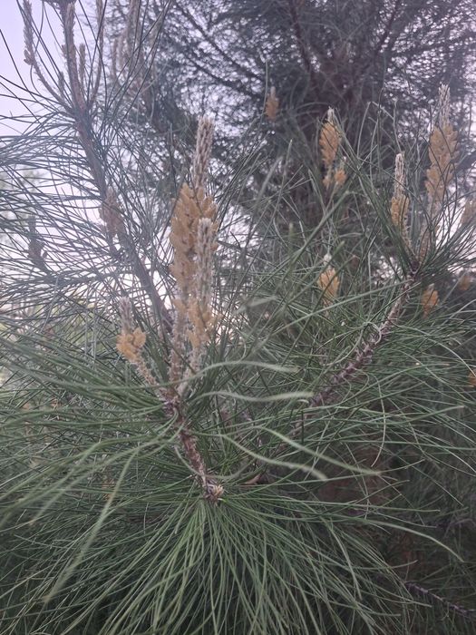 Елка восьмилетняя СОСНА