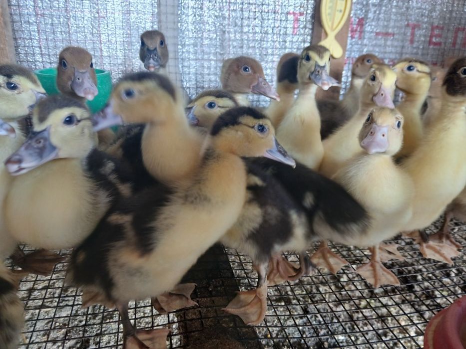Индаутка балапандары